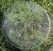 Meter Star 16.5inch(42cm) Microwave Glass Plate/Microwave Glass Turntable Plate Replacement for Panasonic Part Number A06014M00AP and F06014M00AP Dishwasher Safe Microwave Glass Plate - Grill Parts America